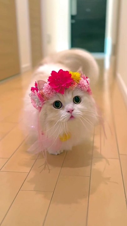 Beautiful cat ❤️❤️