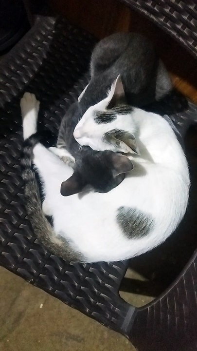 Loving cats