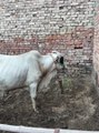 #trending #viral #usa #shortvideo #viralvideos #animals #nature #cow #cowbaby #innocent #petslife