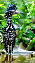 Quran tilawat allahoo akbar