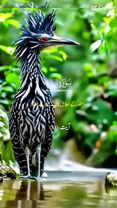 Quran tilawat allahoo akbar