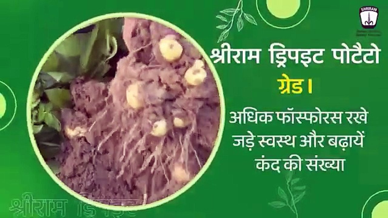 Optimize Your Potato Crop with Shriram's Advanced Plant Nutrition Solutions