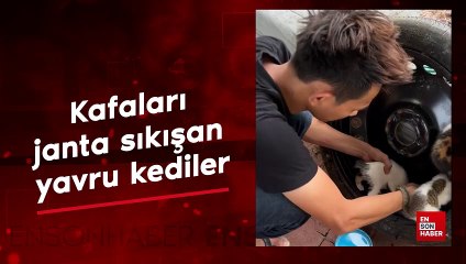 Kafaları janta sıkışan yavru kediler