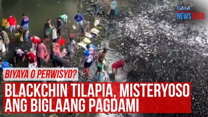 Blackchin tilapia, misteryoso ang biglaang pagdami | GMA Integrated Newsfeed