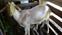 Baby Goat Drinking Milk