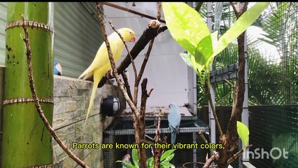 "Birds of Paradise: A Colorful Display" From Nest to Sky: The Life Cycle of Birds"