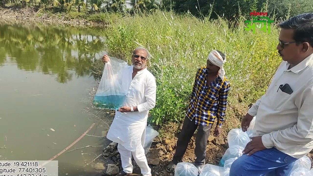 मत्स्यबीज तलावात सोडण्याची प्रक्रिया कशी असते पहा हा व्हिडिओ