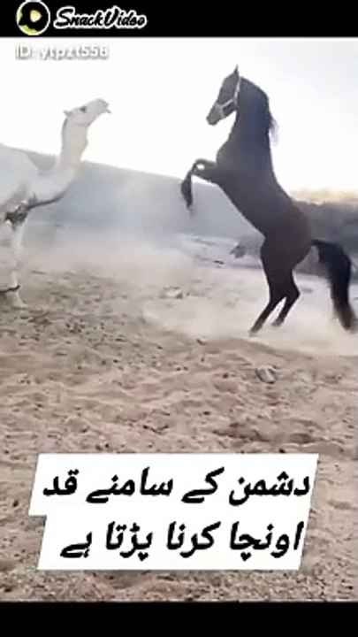 Funny video