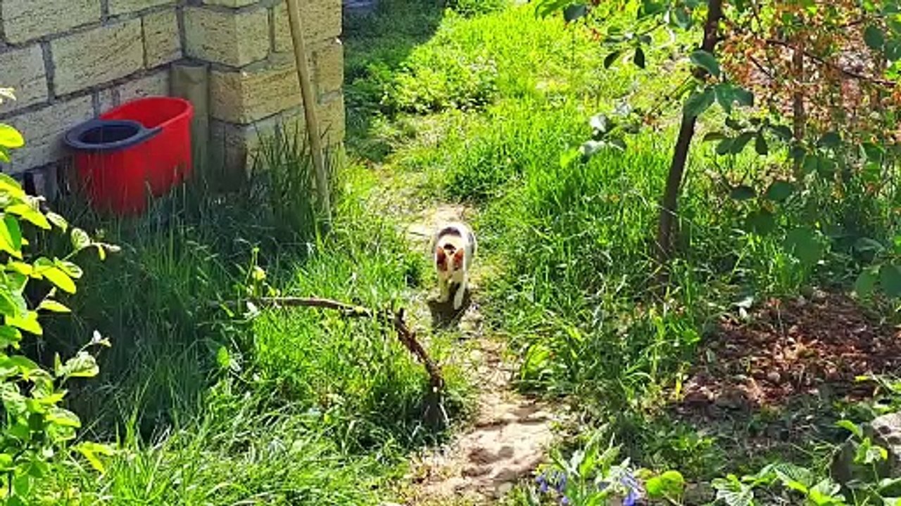 A pregnant cat and a male cat rest together.  Cats are resting.