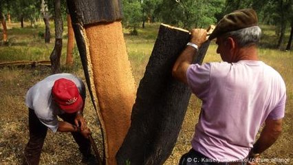 Portugal: Korkeichen – Die Zukunft des nachhaltigen Rohstoffs 🌱