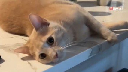 Un chat ne veut pas que sa maîtresse ne quitte la maison : il met en place un stratagème redoutable