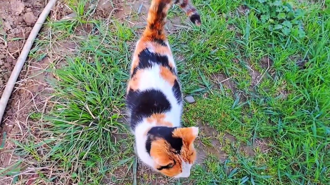 The cute cat asked me to pet him