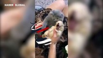 Yavru köpeği evladı gibi sarıp sarmalayan kedi duygulu anlar yaşattı