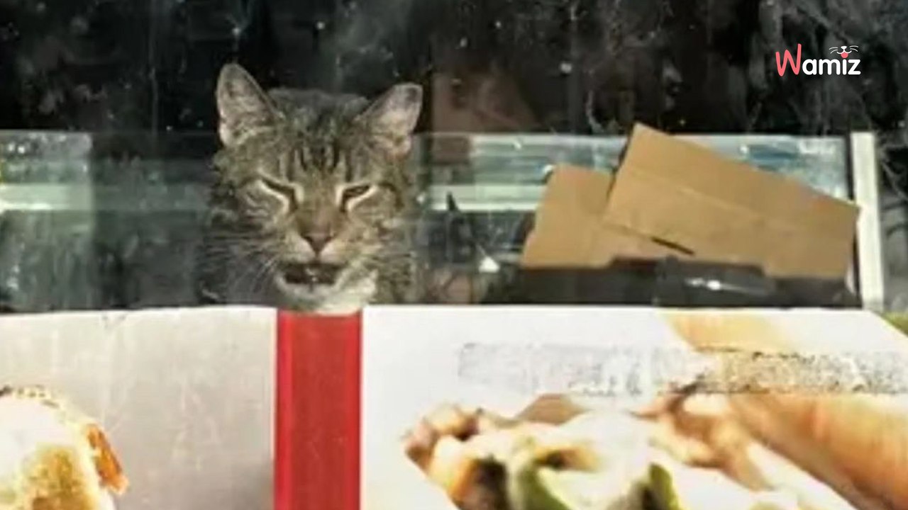 Il ferme boutique et enferme son chat à l'intérieur : les voisins déroulent un plan de sauvetage hors norme