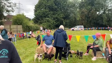 Adorable canines taking part in the Denmead Dog Fun Show