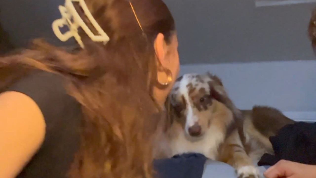 Lovely doggo keeps humans guessing his next move as they attempt 'Hands-In' trend