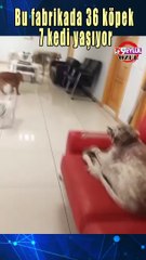 36 köpek 7 kedi besleyen fabrika sahibi yasaya karşı