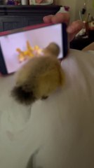 Curious Duck Pecks on Phone Screen After Seeing Ducklings on it