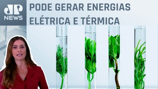 Biogás é uma fonte de energia sustentável e renovável; Patrícia Costa analisa