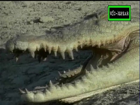 Salvajes y Peligrosos: Cazadores de Cocodrilos - Documental (1999)- Español Latino - Episodio 3
