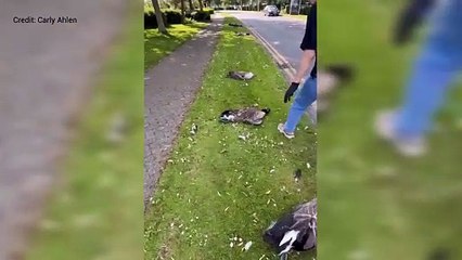 Gaggle of geese 'mowed down' in Anchor Boulevard, Dartford