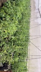 John Nwankwo Noko tomotoes friuts looking nice