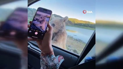 Nemrut'a ziyarete gittiler saldırıya uğradılar: Ayı aracın kapısına atladı