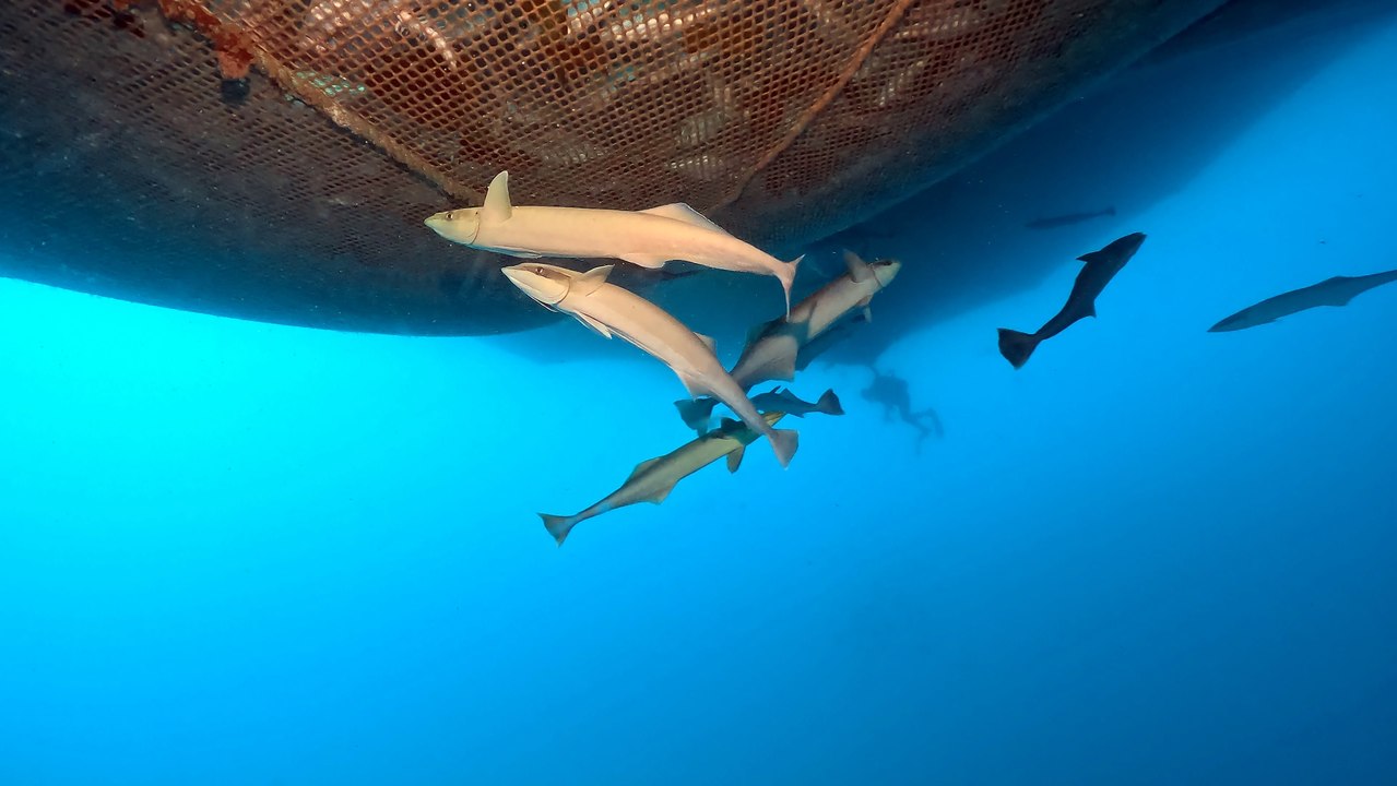 İskenderun Körfezi açıklarında besin arayan "kum köpek balıkları" görüntülendi