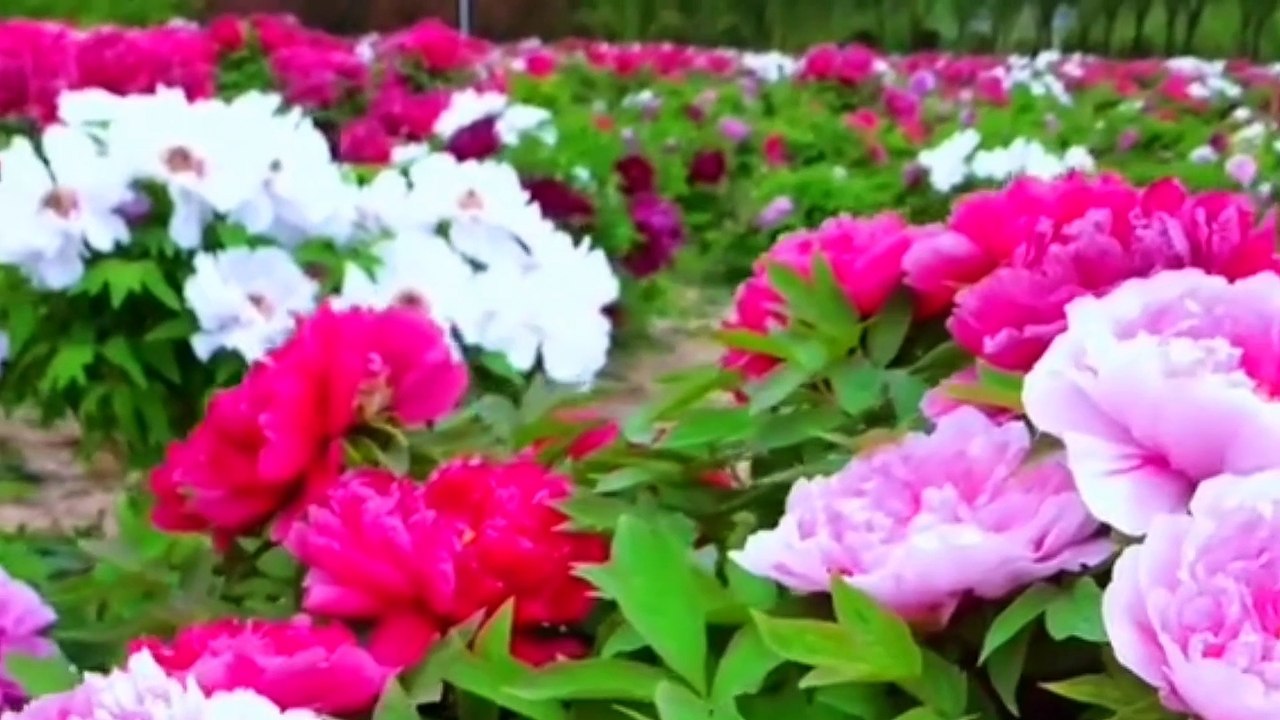 Âm nhạc thư giãn trị liệu với cảnh đẹp nhân gian - Mẫu Đơn loài hoa Quốc sắc Thiên Hương