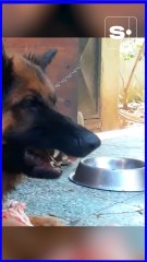 Un chien qui grogne est-il agressif ? Audrey Soukiassian nous explique