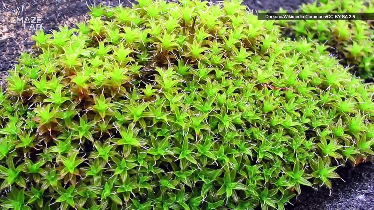 Scientists Finally Identify a Plant Which Could...