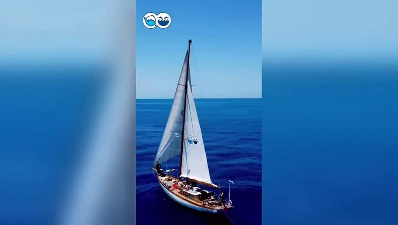 Spettacolo al largo di Ischia, branco di oltre 200 delfini avvistati in mare