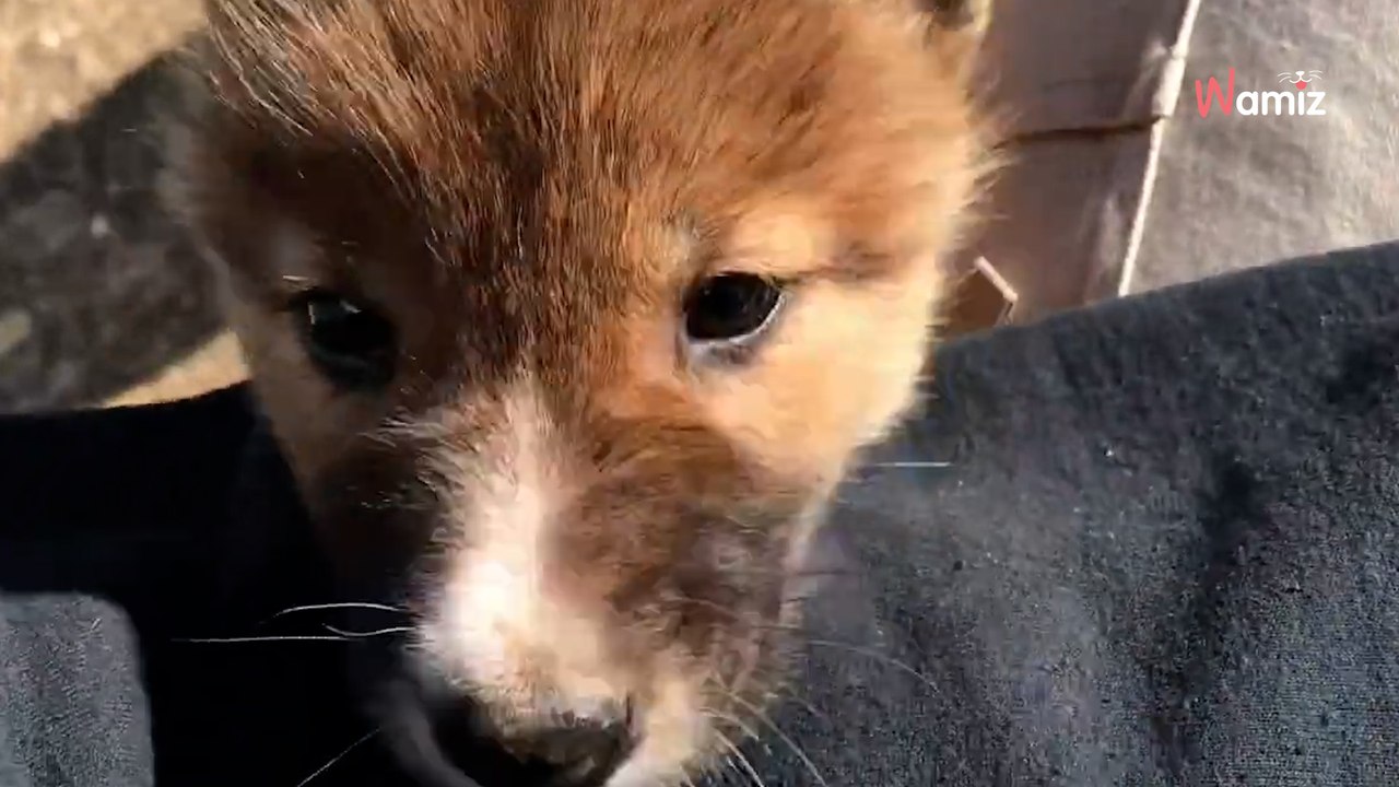 Un aigle fait tomber un chiot dans le jardin d’une femme : le test ADN révèle une vérité choquante