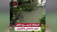 أسماك تسبح داخل حرم جامعي بالفلبين