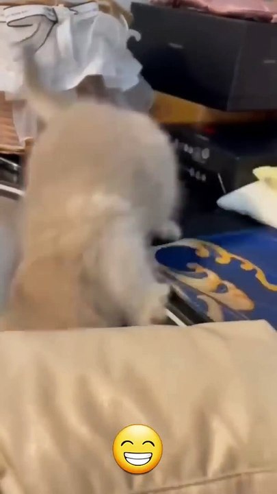 Funny cat videos