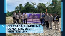 Harimau Sumatera Ambar Goldsmith dan Beru Situtung Dilepasliarkan di Taman Nasional Gunung Leuser