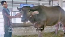 Mother, Thai buffalo breed, good breed, Khwai Ngam Phetnarai Buffalo | ชมแม่พันธุ์ควายไทยสายพันธุ์ดี ฟาร์มควายงามเพชรนารายณ์ EP3Farm Thailand EP3