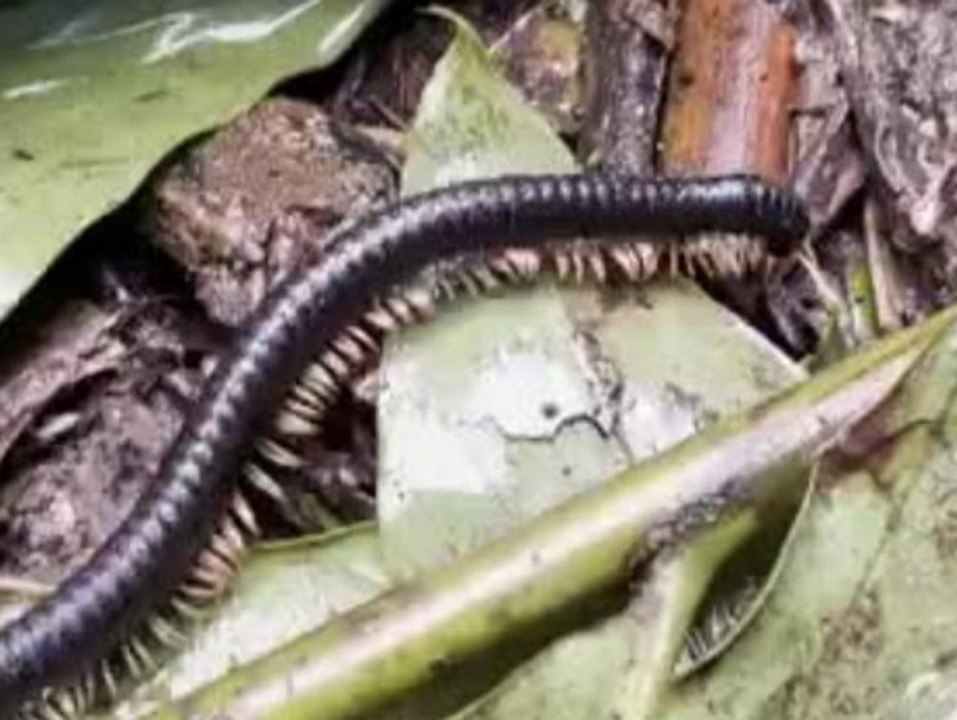 Er galt als ausgestorben: Riesiger Tausendfüßler ist wieder da