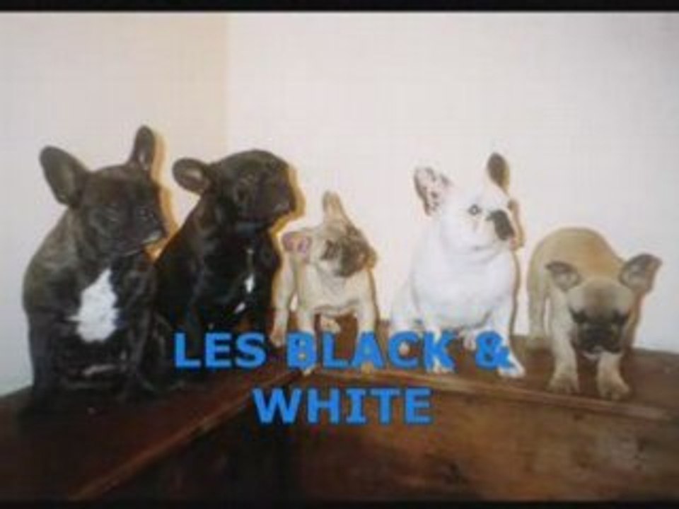 BOULEDOGUES FRANCAIS