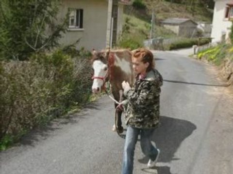 étalon paint horse de xavier 2