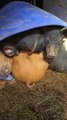 Group of Pigs Squish Into One Bed to Sleep Together