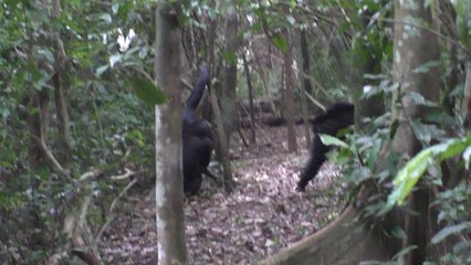 Download Video: Muestra de dos chimpancés compartiendo gestos.