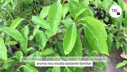 Di adiós a las moscas: estos son los olores que las ahuyentan