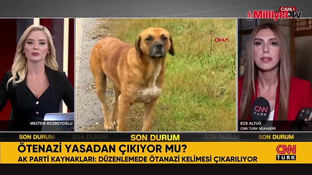 Sokak köpeklerine yönelik düzenlemede 'ötanazi' terimi yasa teklifinden çıkarıldı