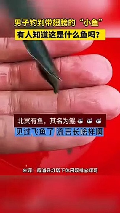 男子釣到一隻長翅膀的魚。The man caught a winged fish. #搞笑 #amazing #funny #shorts