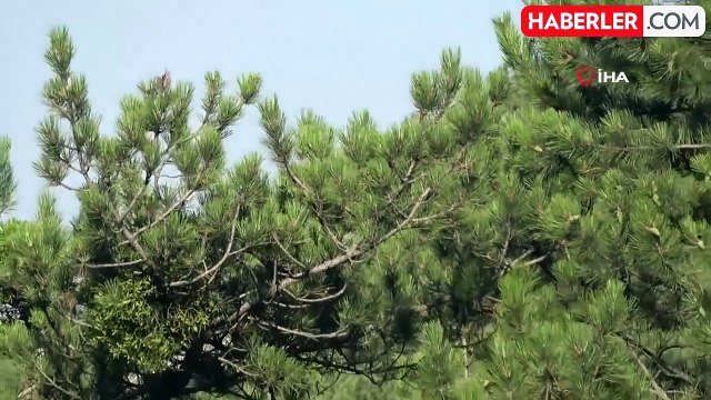 Karabük'teki orman yangınında alevler yayılıyor