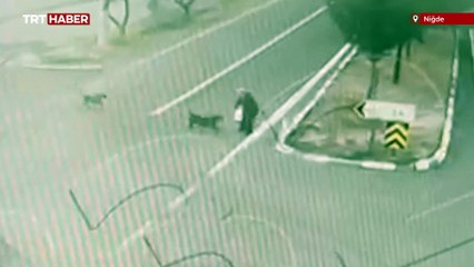 Niğde'de sahipli 2 köpeğin saldırdığı kadın yaralandı