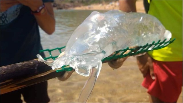 Invasión de salpas: qué son y cómo diferenciarlas de las medusas