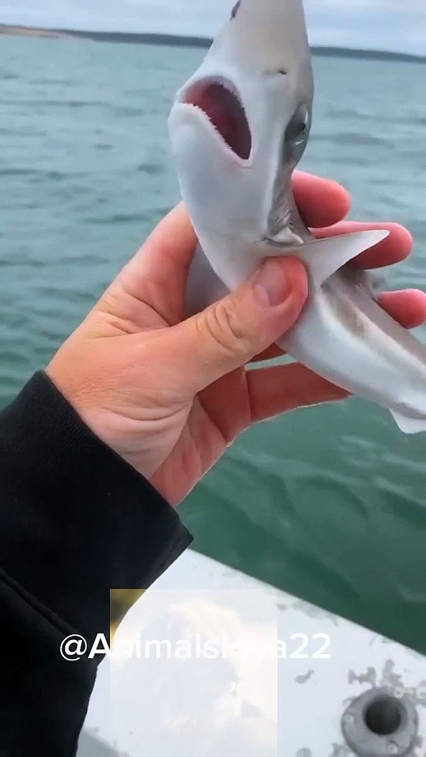 Before vs After Animals transformations #animals