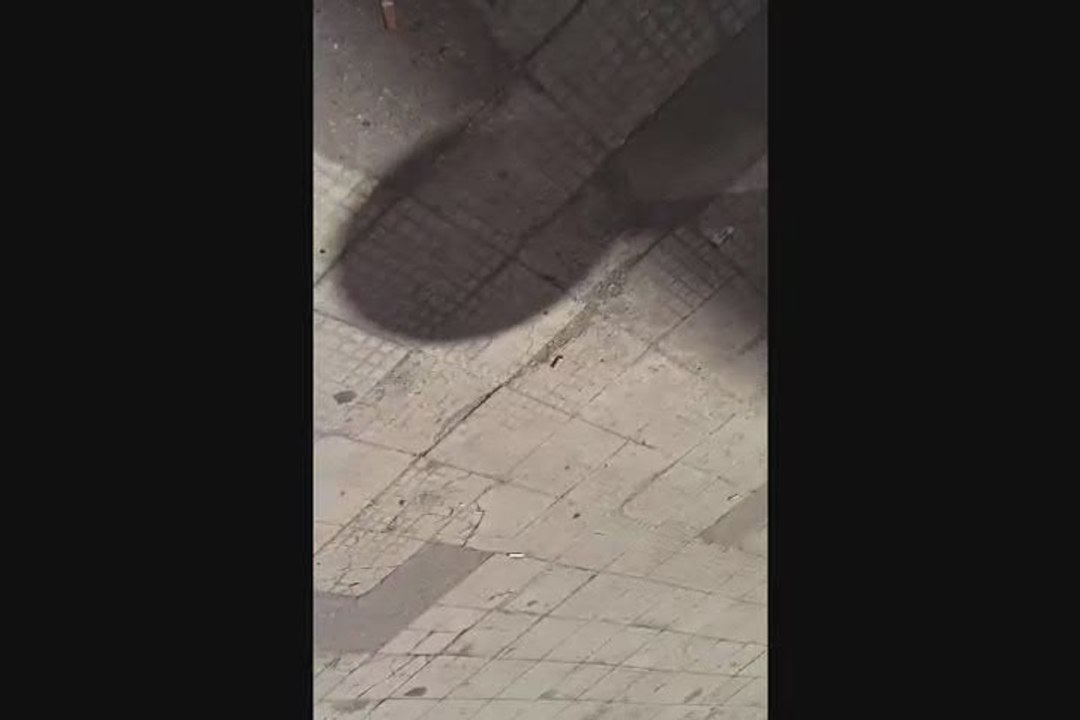 Picchiato per aver chiesto di legare il cane, parla l'avvocato: "Aggressore toro infuriato, l'hanno lasciato andar via" - Video